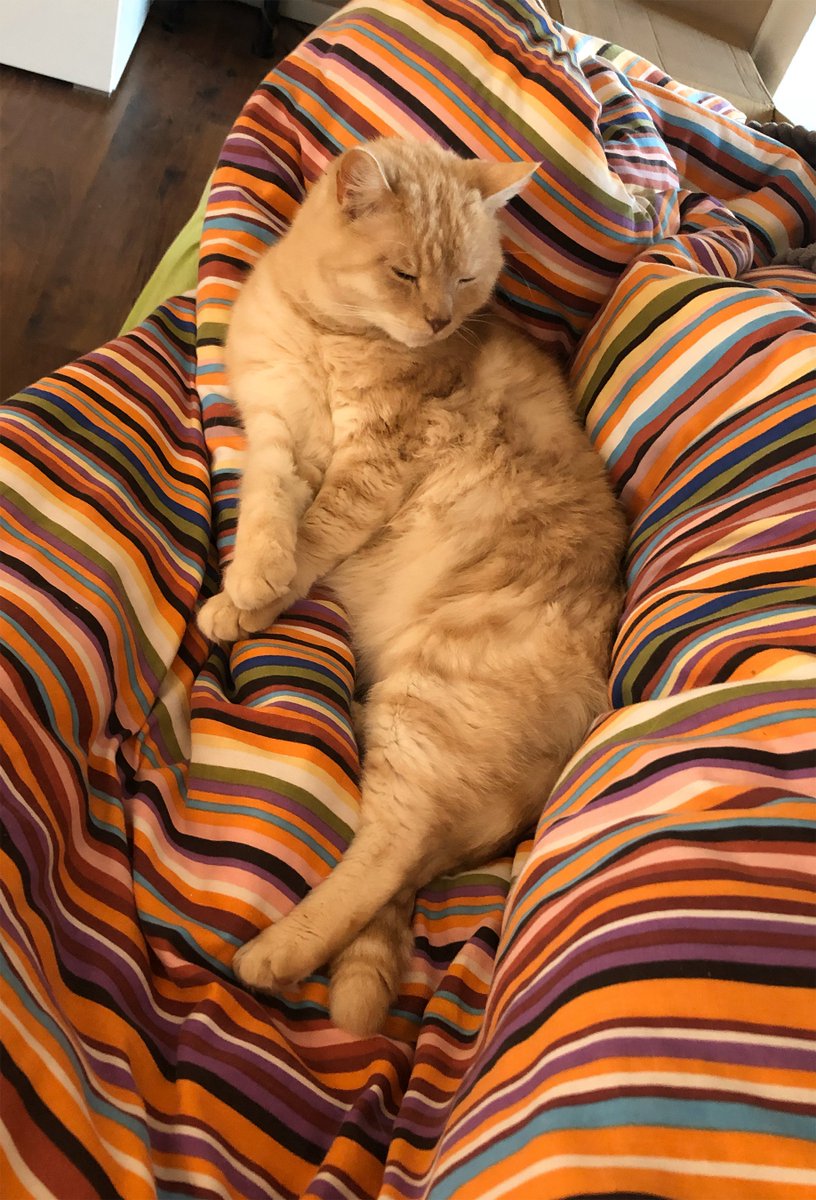 Warlock After Midnight tweet media