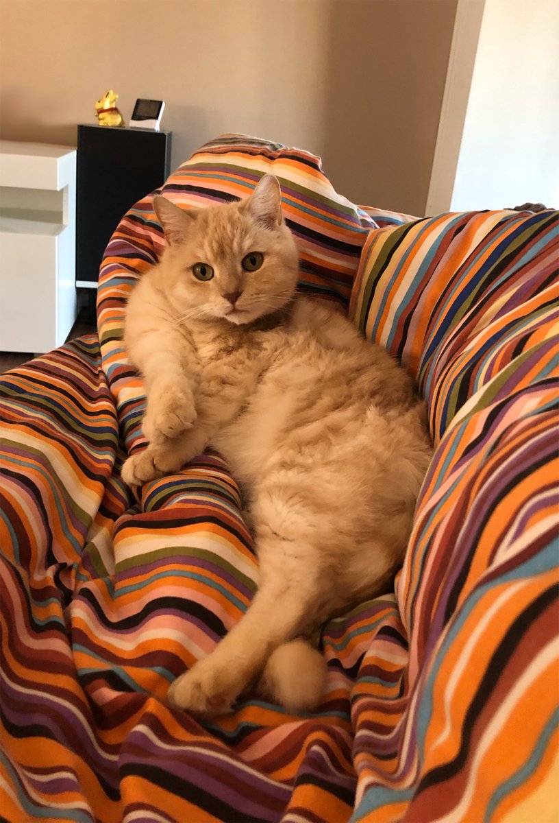 Warlock After Midnight tweet media