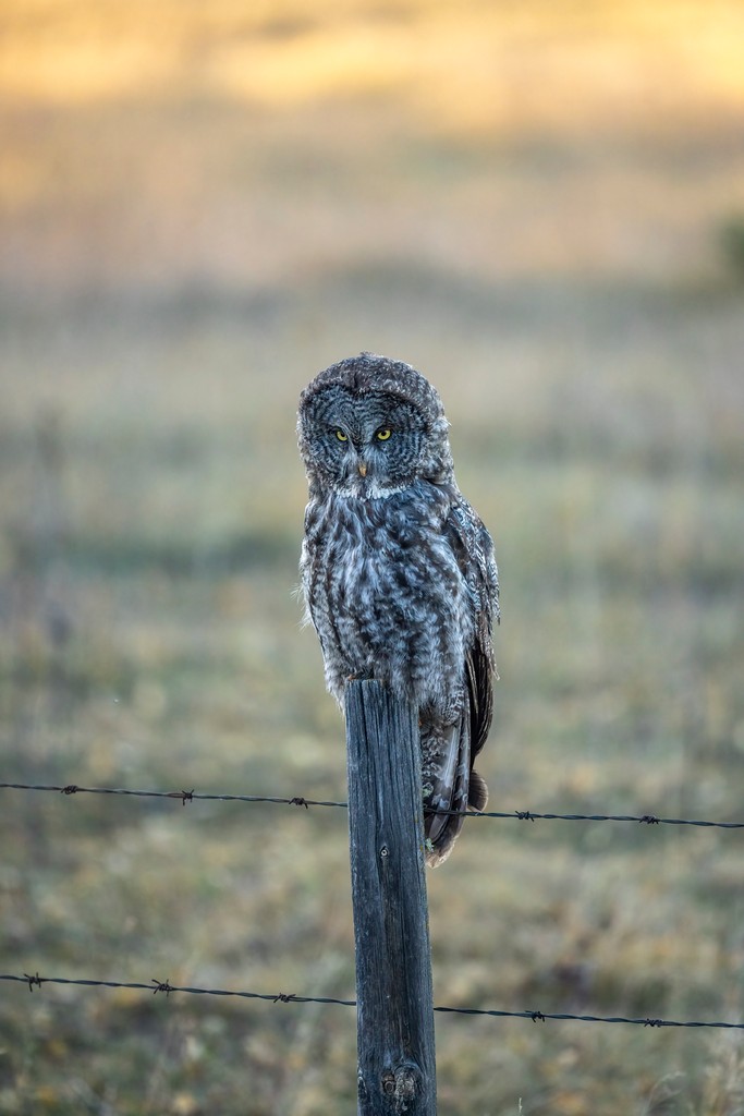 jardenephoto's tweet photo. 🌌✨ Ever wonder what it's like to witness the majestic great gray owl in action? This stunning bird, with its impressive wingspan and piercing gaze, is on the hunt for its next meal. 🦉💫 Join us as we explore the fascinating world of these incredible hunters! https://t.co/ODssltIkwy