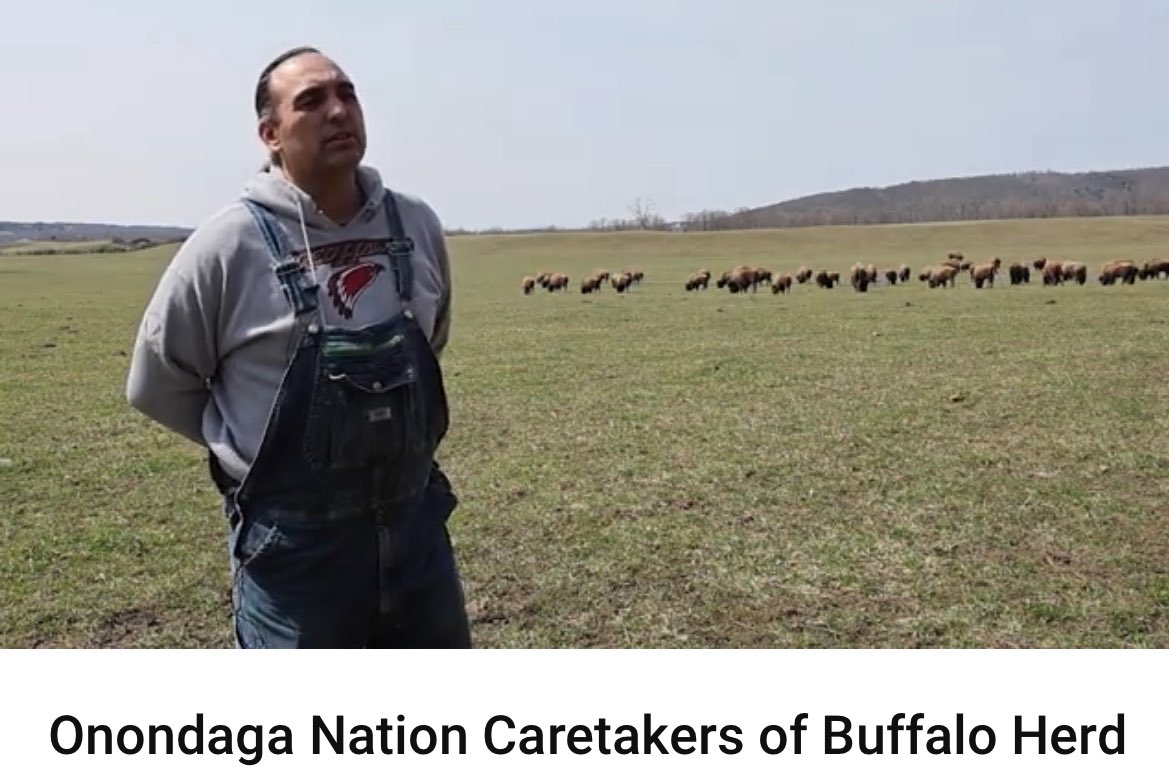 Onondaga Nation (@onondaganation) on Twitter photo Onondaga Nation caretakers of buffalo herd. <a href="/syracusedotcom/">syracuse.com</a> m.youtube.com/watch?v=f8EMgK… Onondaga Nation caretakers of buffalo herd. <a href="/syracusedotcom/">syracuse.com</a> m.youtube.com/watch?v=f8EMgK…