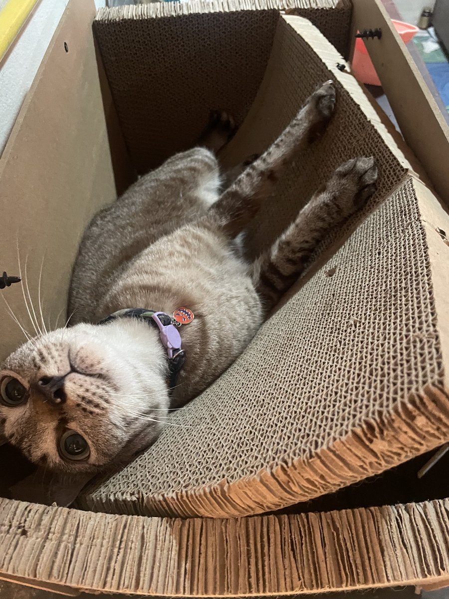 Cat’s mind handmade tweet media