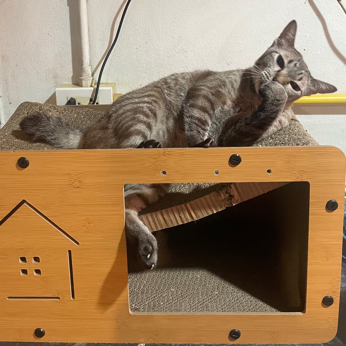 Cat’s mind handmade tweet media