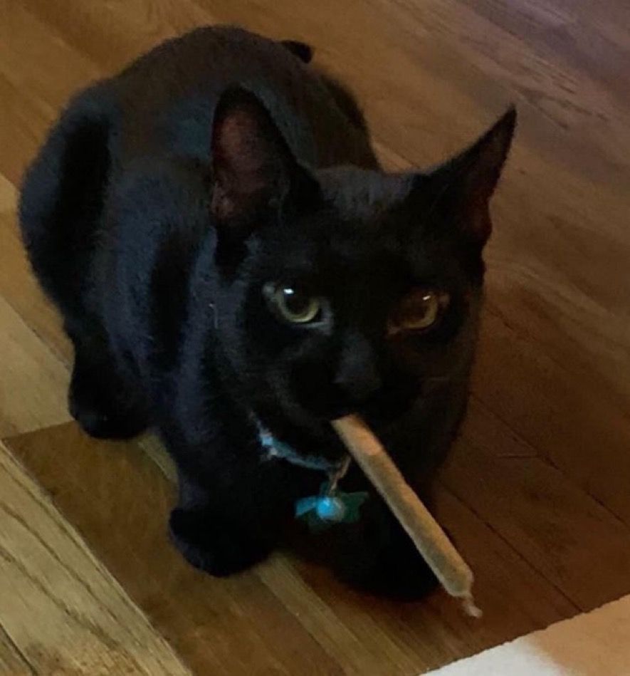 Black cats are not bad luck (@visualscat) on Twitter photo 