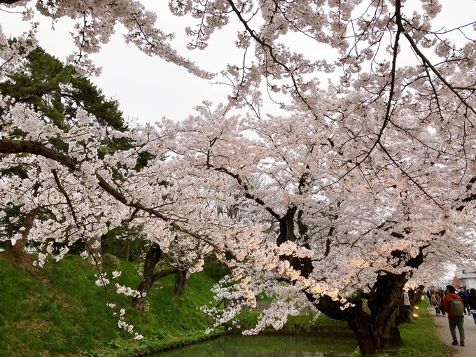 昨日見てきた弘前城の桜。 