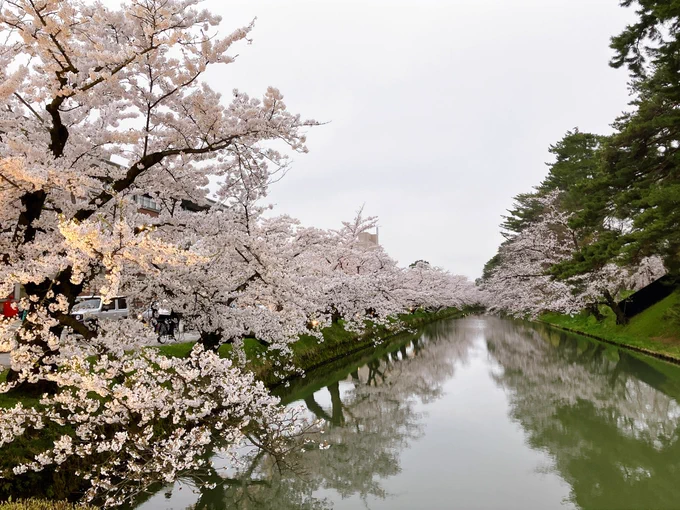 昨日見てきた弘前城の桜。 