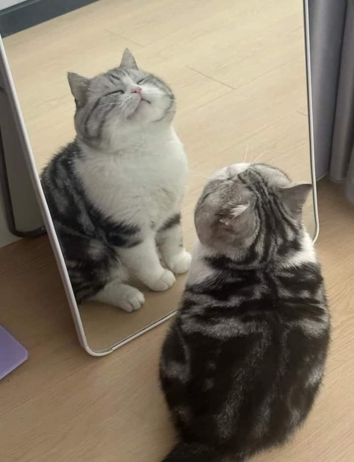 smol silly cat tweet media