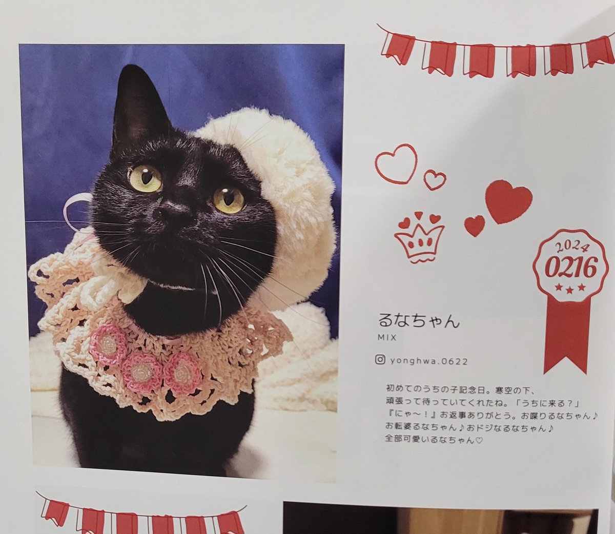YonghwaRie's tweet photo. 🌟NyanCon magazine 2025 Vol.017🌟『うちの子記念日をみんにゃでお祝いしよう！』のコーナーに載せて頂けましたにゃ😻ありがとうございます🥰🩵猫による猫のための猫マガジン🩵@nyancon01 様 #ニャンマガ2025秋号カバーモデルねこ応募 #それいけニャンマガ応援隊 #るなちゃん😺🎀 https://t.co/nv1yZUZ0gs
