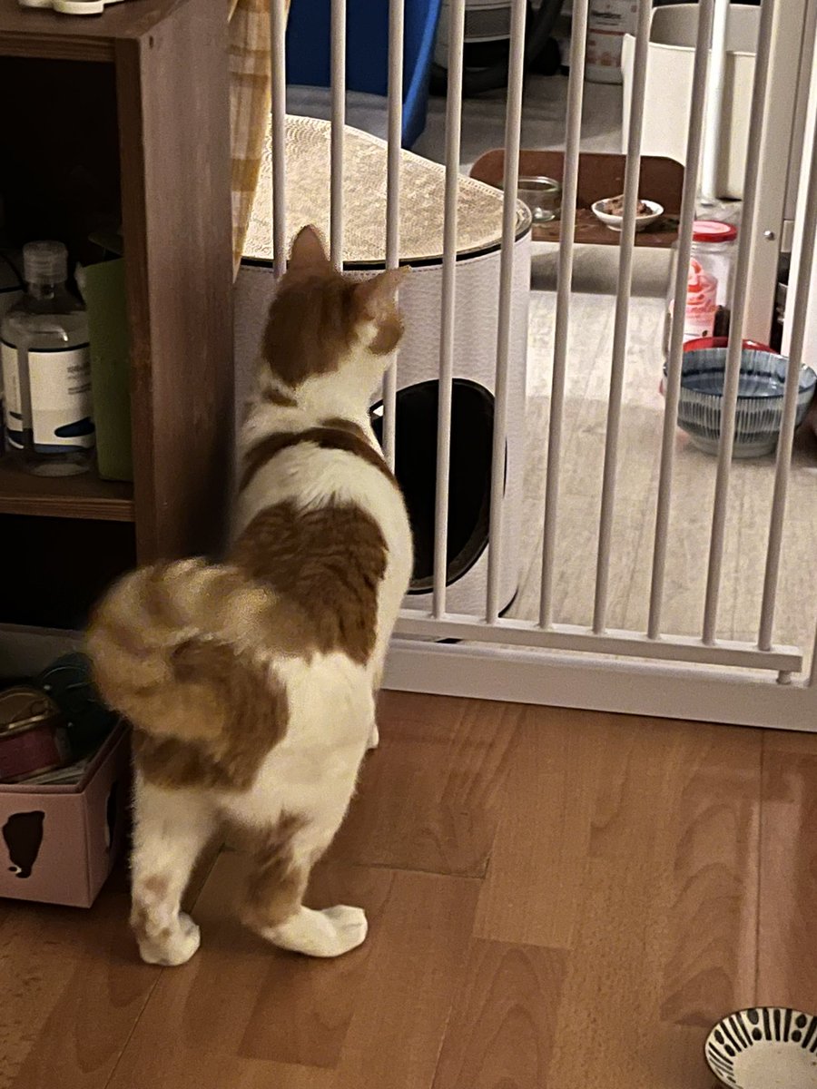 납작이에요🍙 tweet media