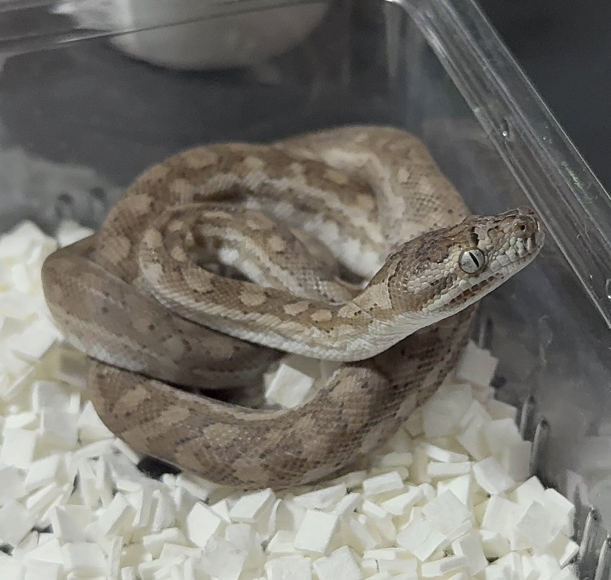 お迎えしました、前からずーーーっと欲しかったゴースト！
でっかくなれよ！