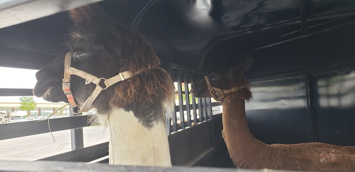 No lacrosse today...Today I am running the "Llama Express" Took a run up to Sevierville two pick up two llamas for the farm. These handsome gentlemen are two retired Mount LeConte pack Llama. Well at least these two old  men get to retire ..lol #donkeyridgeglamping #llamatime
