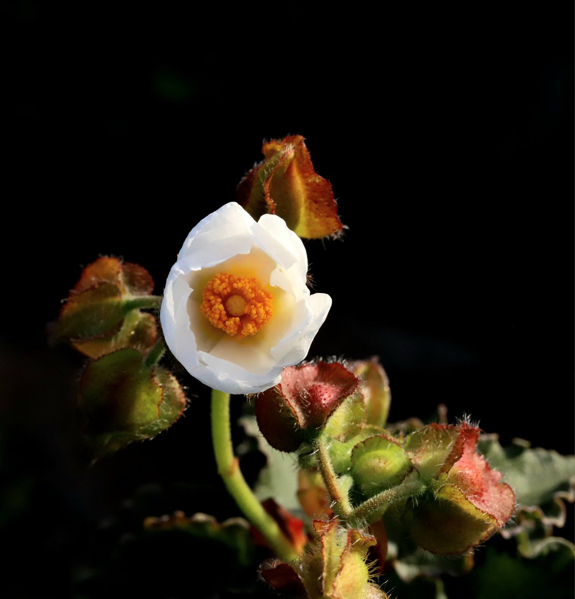 astronomiapablo's tweet photo. Buenas tardes,  un paseito por Sierra Bermeja,  recuperando el verdor. Muchas flores a punto de abrir, recordar que es Paraje Natural y no se pueden coger las flores por su exclusividad endémica de muchas de ella. https://t.co/00hOdE5qyB