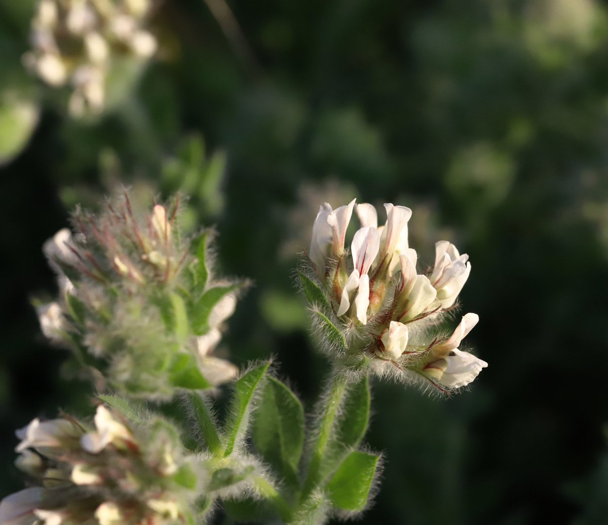 astronomiapablo's tweet photo. Buenas tardes,  un paseito por Sierra Bermeja,  recuperando el verdor. Muchas flores a punto de abrir, recordar que es Paraje Natural y no se pueden coger las flores por su exclusividad endémica de muchas de ella. https://t.co/00hOdE5qyB