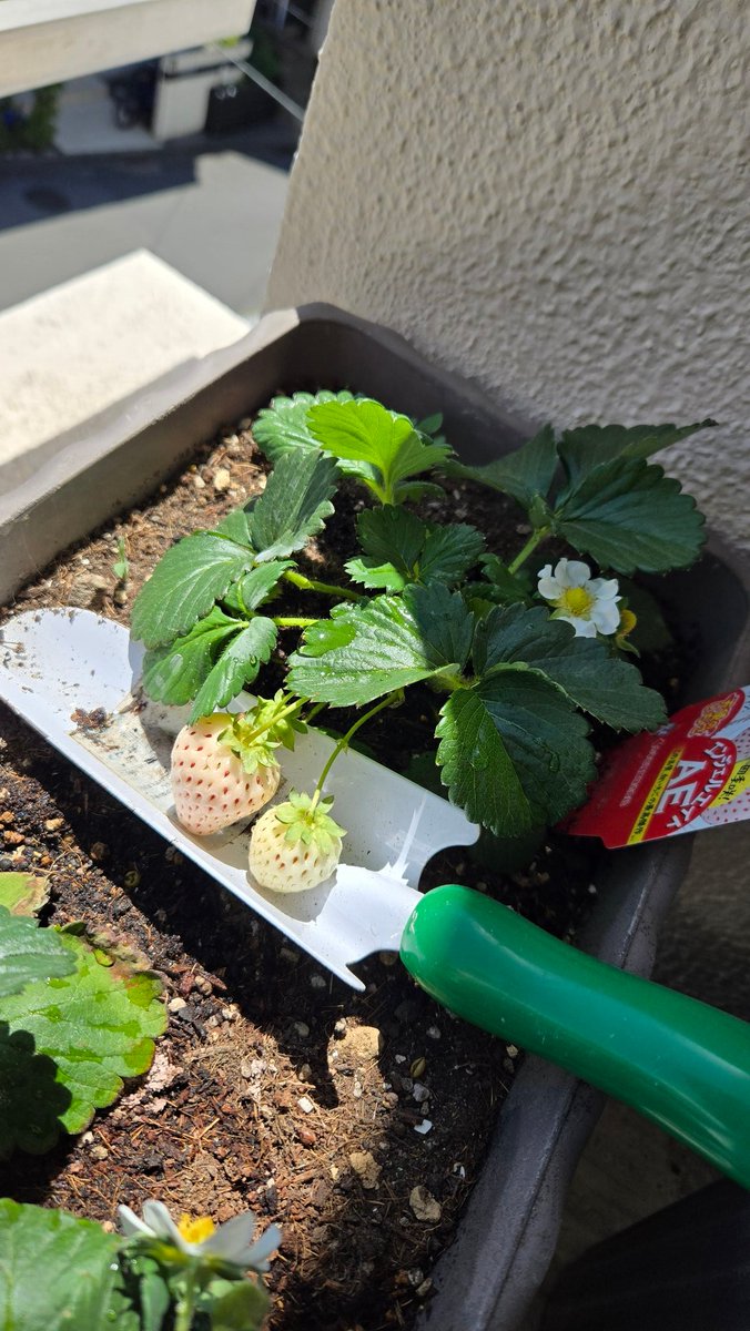 そろそろか？もうちょい？
液肥はあった方がいいのかい？ねぇねぇどうなのさ