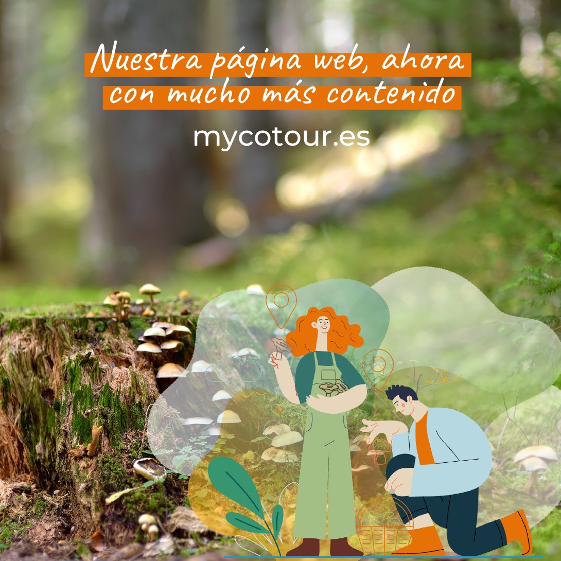 ¿Aún no conoces nuestra web? Te contamos qué puedes encontrar🍄‍🟫

Explora rutas, #especies y experiencias micológicas únicas. Conecta con la naturaleza, cultura y gastronomía en los principales territorios #micológicos de España.🌿✨

¿A qué esperas?💻 mycotour.es