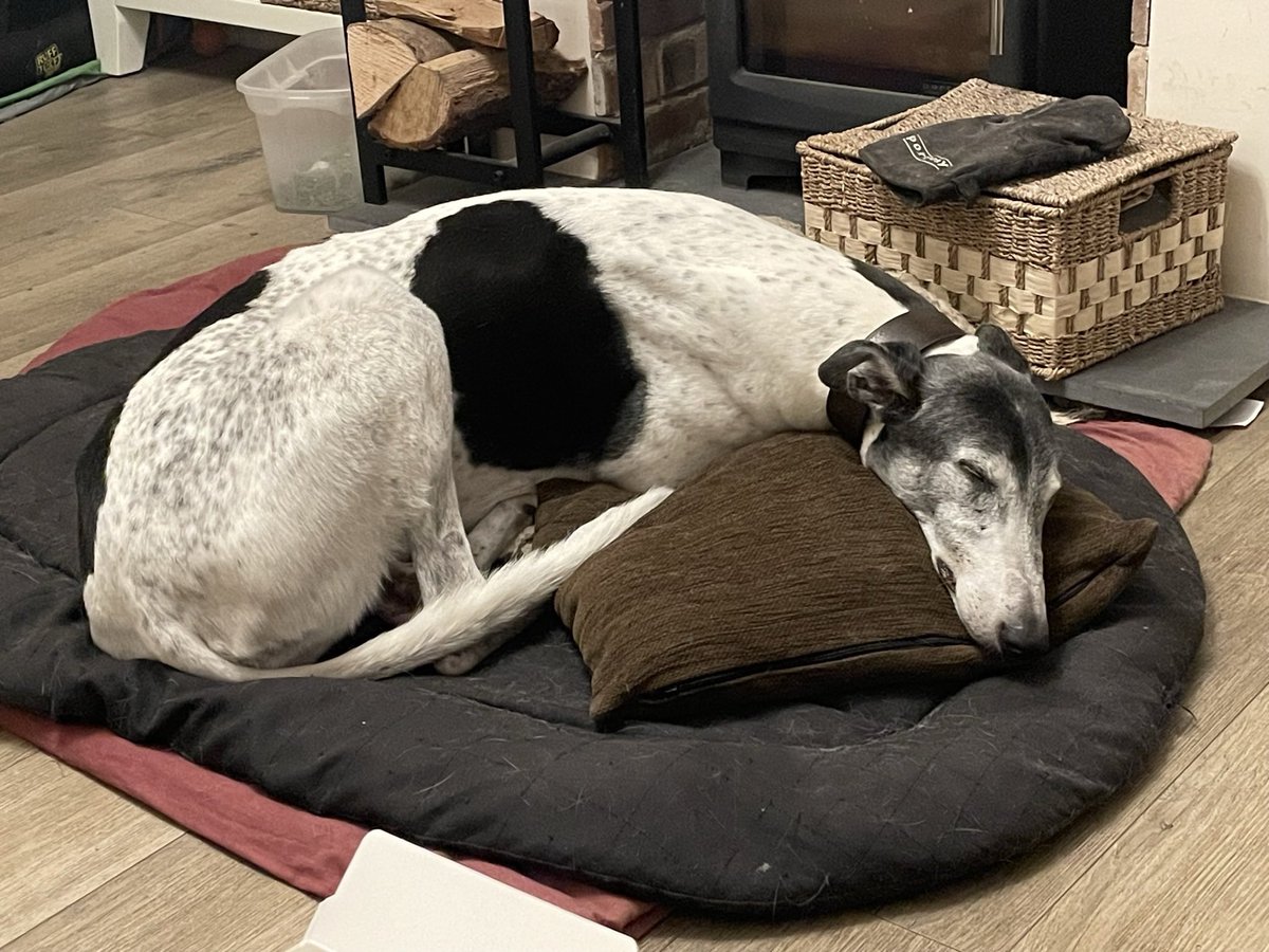 Rasta Mouse tweet media