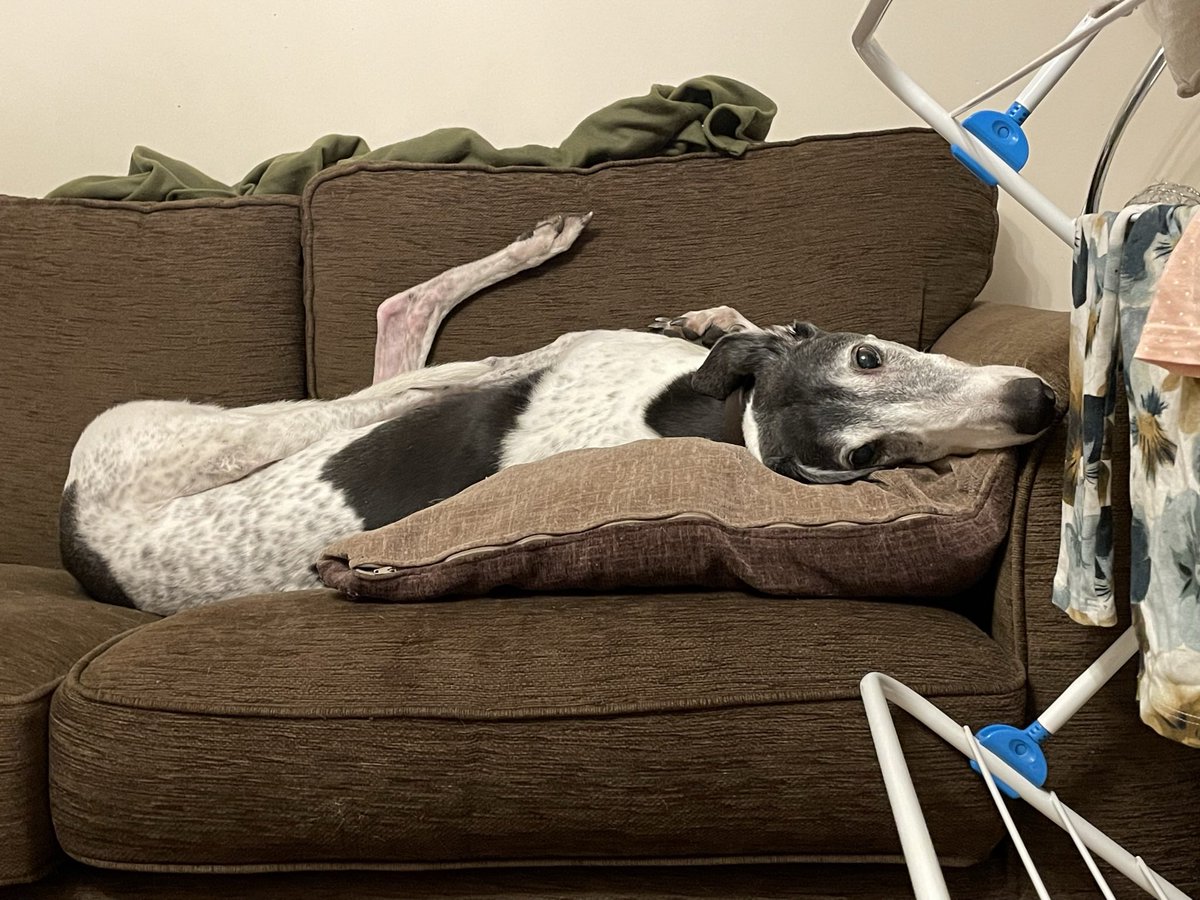 Rasta Mouse tweet media