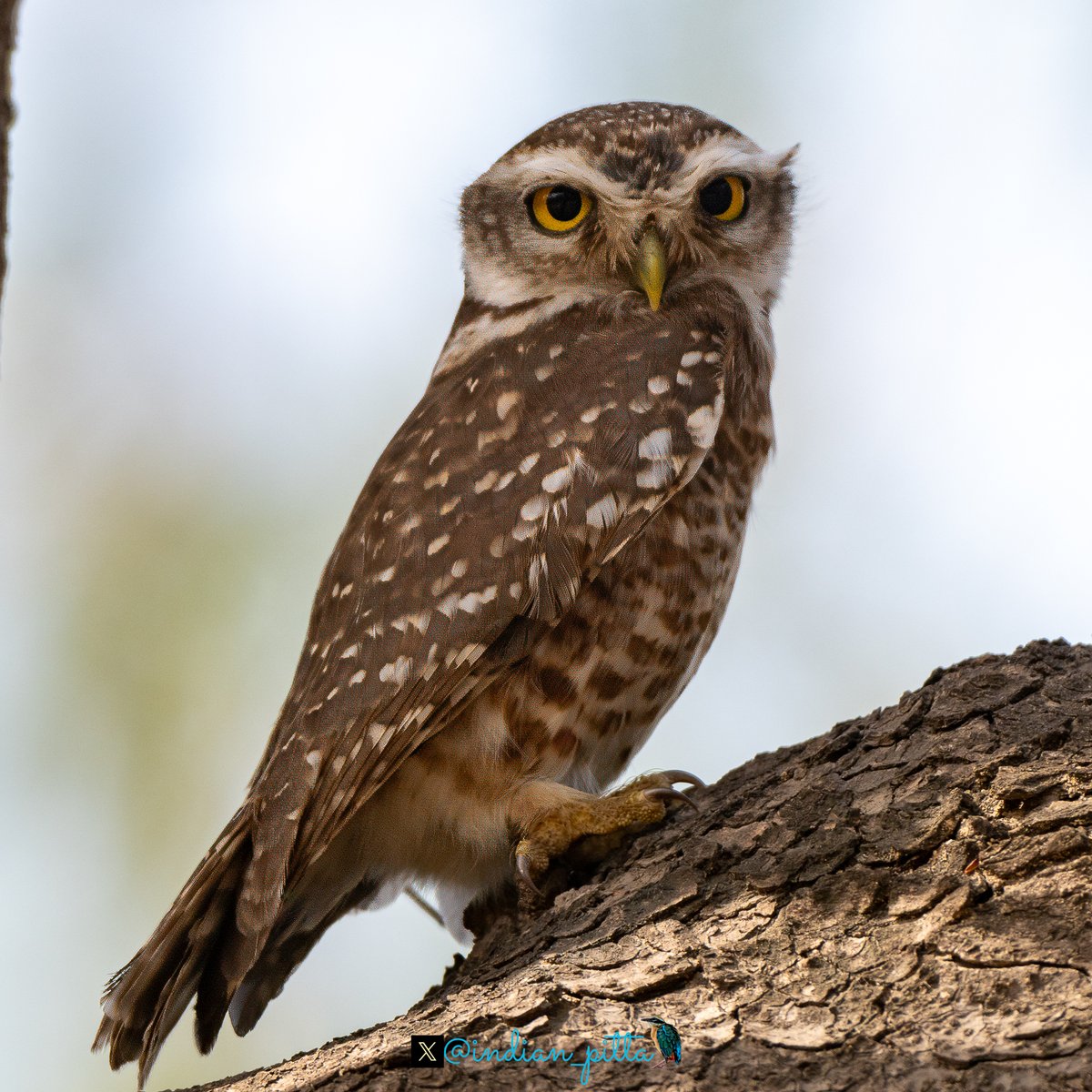 indian_pitta's tweet photo. Share your Owl 🦉photographs !! https://t.co/ia9uEgxnOg