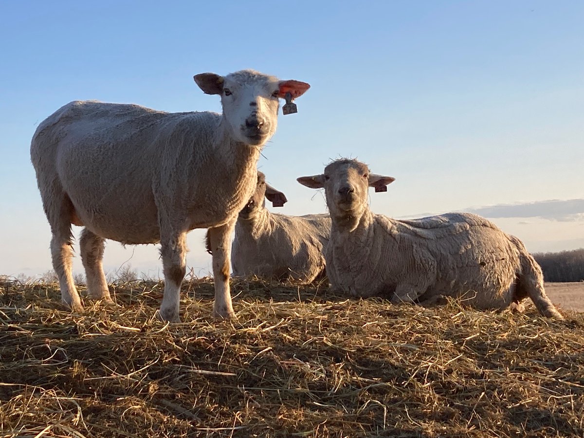 SundanceFarms's tweet photo. Snow’s gone again and the flock is very pregnant. #ThursdayVibes #ExpectingSoon https://t.co/kVL1rjGmAG