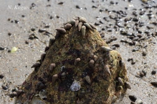 NekoKogure's tweet image. Reaching for the top 🐚
#shells #sea