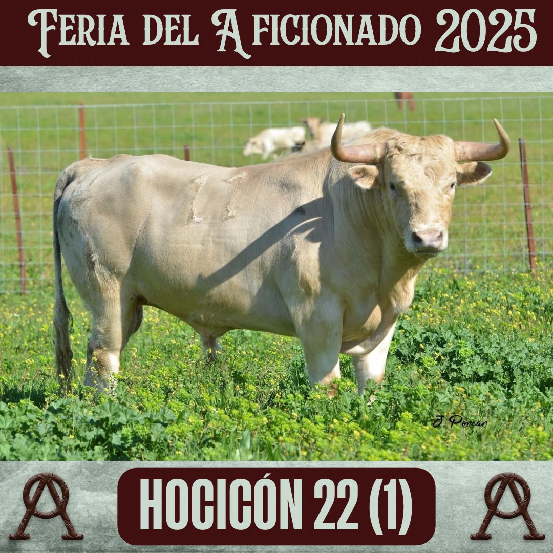 🐂Toros reseñados Feria del Aficionado 2025

PRIETO DE LA CAL 🟥🟨

Corrida en desafío ganadero:
Prieto de la Cal-Cuadri 

📅 26 de abril
⏰ 18:00
📍San Agustín del Guadalix

🟤🟡3Puyazos🟡🟤