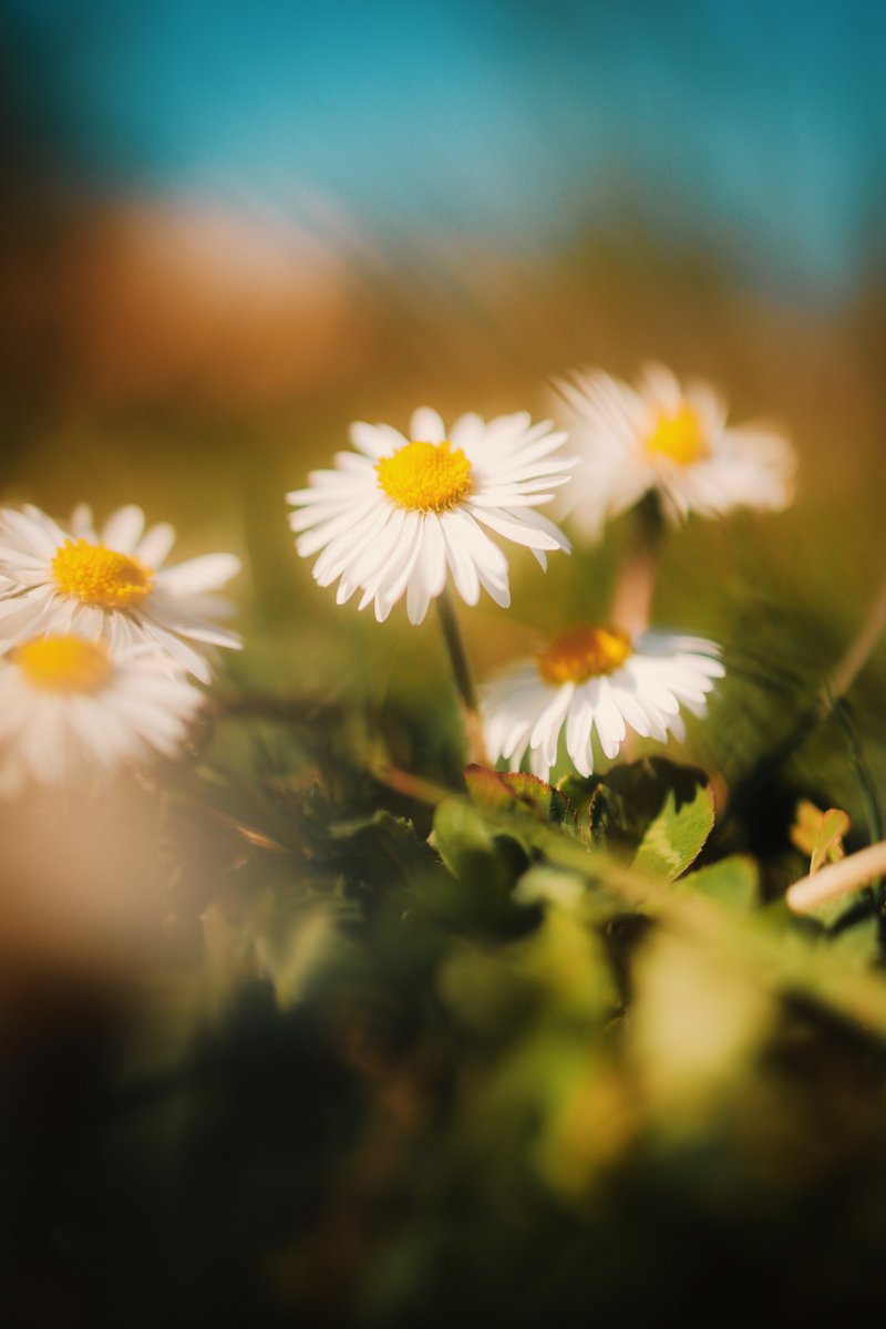 Perspective. #vrtweer #flowers #nature