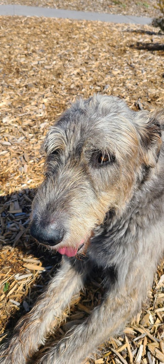 Jim Case tweet media