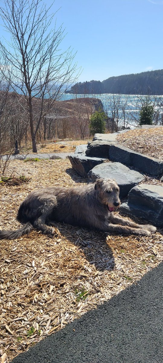 Jim Case tweet media