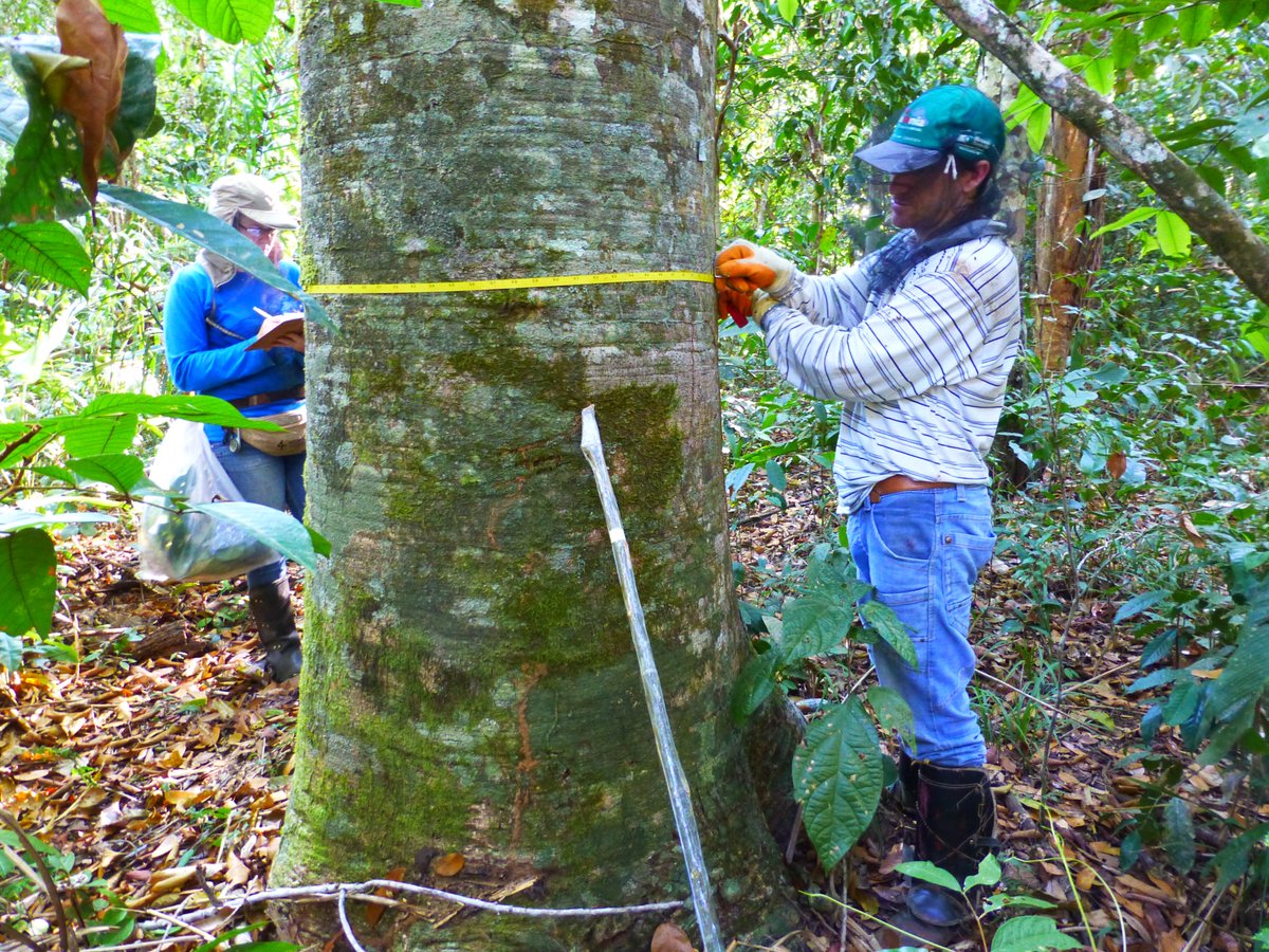 ESA_EO's tweet photo. Tomorrow @ESA 's Biomass mission will launch - its data will be essential in understanding the role of forests in the carbon cycle. 
But the work happening on the ground, in the deep of tropical forests remains key: why? 
Despite their sophistication, spaceborne instruments do not directly measure forest biomass or biodiversity. Ground validation is essential – especially in tropical forests.

https://t.co/wqP7yp717X