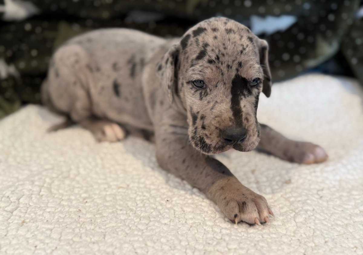 A couple months ago we experienced one of the shittiest moments we've had to deal with in losing Joe to cancer. 

Sucks losing a family member and a best friend but we are adding to our family again. 

Meet Cash!