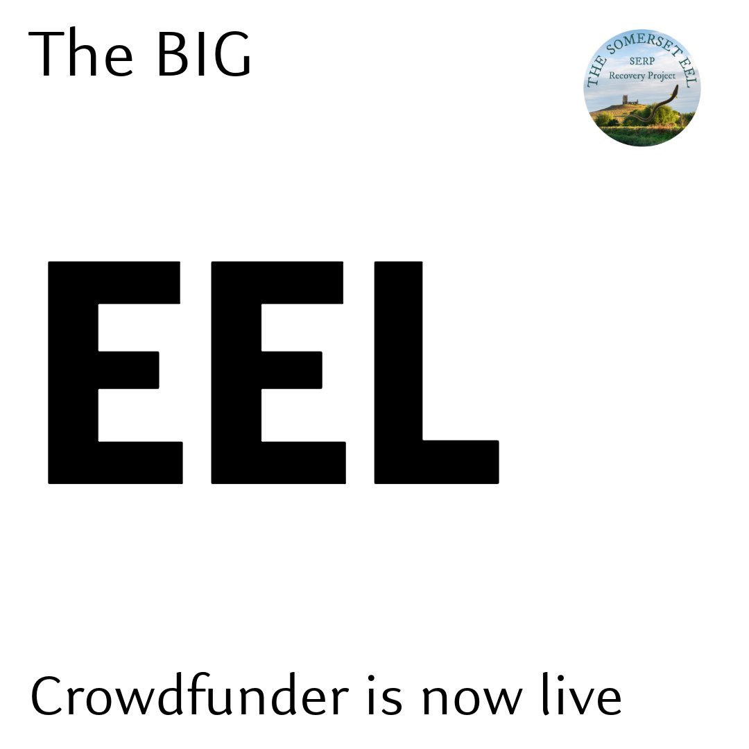 The_peoples_eel's tweet image. Thank you for all the kind donations received so far - it’s now over £300 !
🙏🙏🙏
crowdfunder.co.uk/p/conservation…