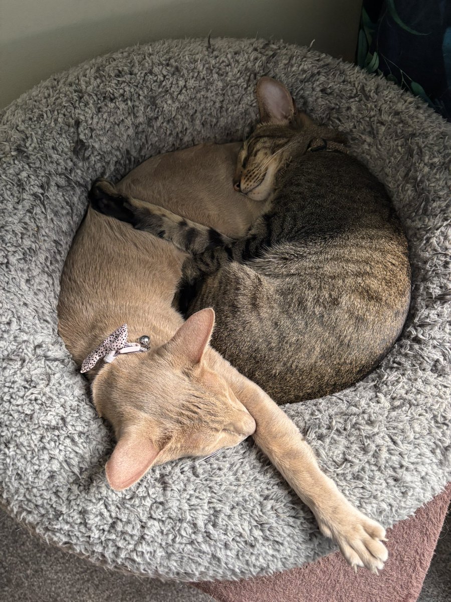 Ahsoka_Butters's tweet image. It’s mamas birthday today! We wished her a Happy Birthday, then went for a nap! #mamasbirthday #ahsokaandbutters #ahsokatheorientalshorthair #butterstheorientalshorthair