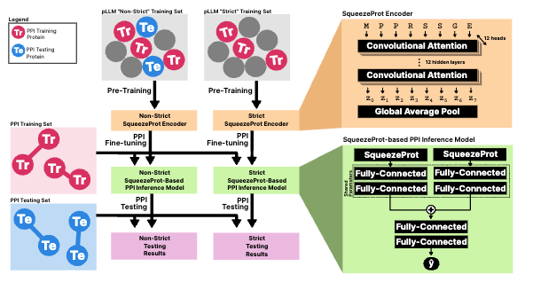 AllThingsApx's tweet photo. 🚨Data leakage is real🚨 in protein LLMs.

Pretrained pLLMs often boost PPI prediction scores—not because they generalize, but because they memorize.

SqueezeProt proves it: strip test-set proteins from pretraining, and scores drop sharply. https://t.co/SrHocYURoM