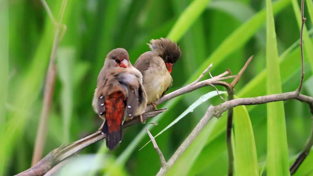 MingalaNews's tweet photo. ယူနန်ပြည်နယ်၊ ပူးအာမြို့၊ မုန်လျန် ကောင်တီတွင် ဓာတ်ပုံဝါသနာရှင်တစ်ဦးသည် အနီရောင်ဇီးသီးပွင့်များ အတွဲလိုက် ပွေ့ဖက်နေသည့်ပုံအား ဓာတ်ပုံရိုက်ယူခဲ့သည်။ တူညီသောဘောင်ရှိ ဇီးသီးအပွင့် ပေါ်ရှိငှက်နှစ်ကောင်သည် အလွန်စိတ်ဝင်စားစရာကောင်းပါတယ်။.
#LifeinYunnan #Wildlife #RedPlum-floweredBird https://t.co/dsgmd1dqmy