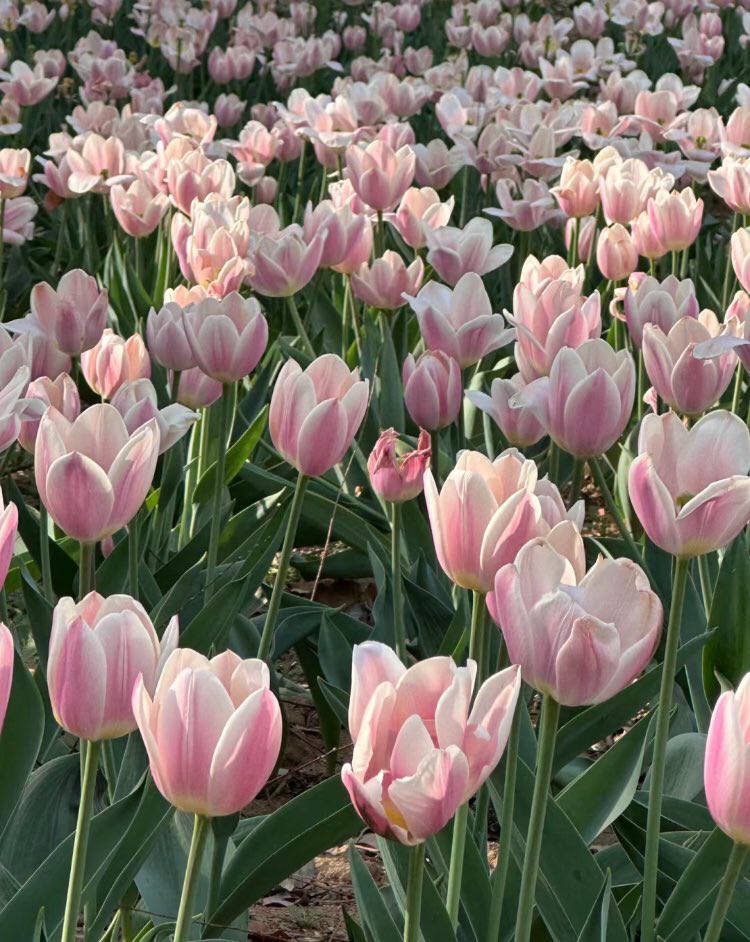 pink tulips