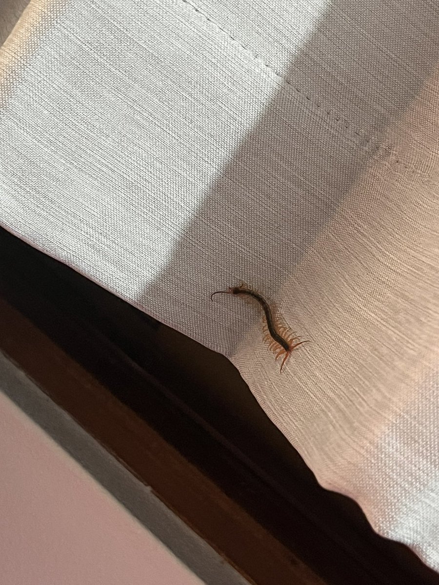 マウスの上（カーテン）にムカデいて焦った
確保