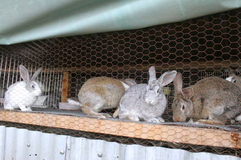 SUNDAY-MICHAEL🐷🐰🦮🐕🦺🐖🐐🦬🐂 (@landlordnxt77) on Twitter photo Genetic Foundation
Each kit inherits half its traits from the buck. Choosing strong, healthy bucks ensures your litters are robust, fast-growing, and ideal for commercial meat production. Genetic Foundation
Each kit inherits half its traits from the buck. Choosing strong, healthy bucks ensures your litters are robust, fast-growing, and ideal for commercial meat production.