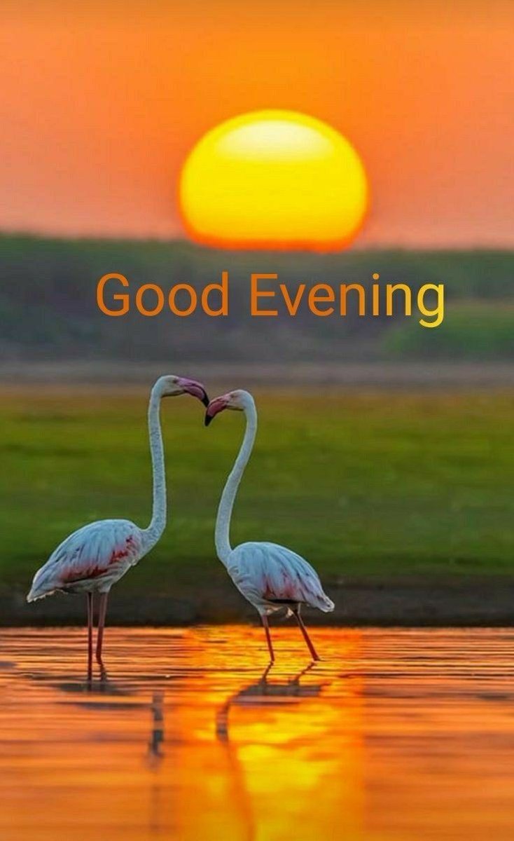 Good evening dear friends 👋🥰