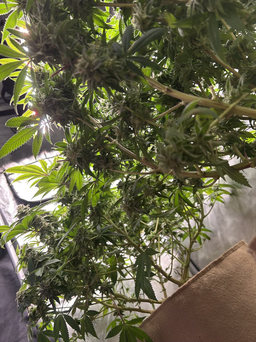 AvantGrow's tweet photo. Face Off OG x 88g13HP by Bodhi Seeds harvest day. This was a few weeks ago. Curing like an absolute champ and tasting like a beautiful example of an OG. Really happy 👍🌸🌿

#growyourown #cannabisgrower #420friendly #420community https://t.co/EyKrK7blZT
