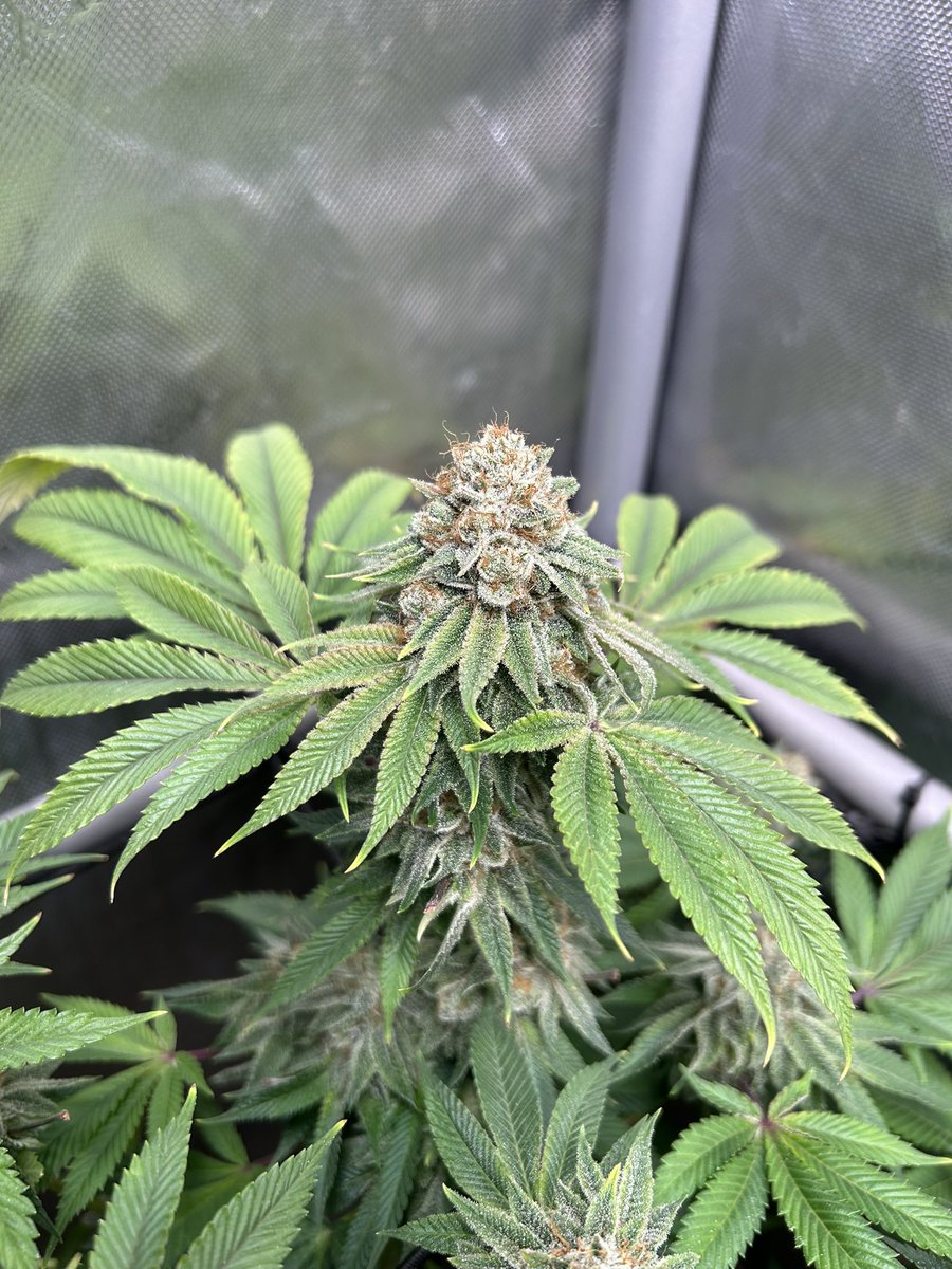 AvantGrow's tweet photo. Face Off OG x 88g13HP by Bodhi Seeds, harvest week pics 🌱

#cannabis #cannabisgrower #420community #420friendly #organic #growyourown https://t.co/PdmAzGbK8m
