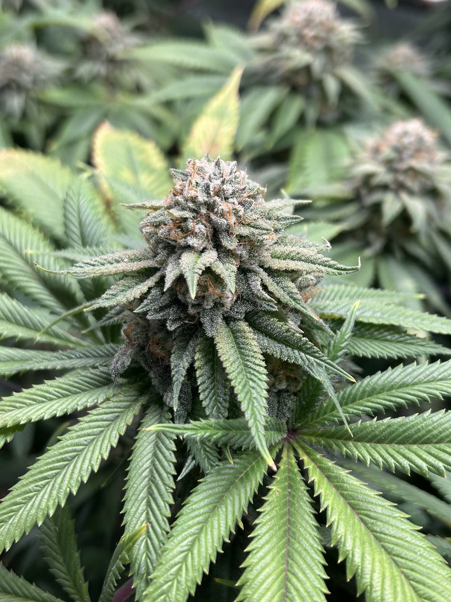 AvantGrow's tweet photo. Face Off OG x 88g13HP by Bodhi Seeds, harvest week pics 🌱

#cannabis #cannabisgrower #420community #420friendly #organic #growyourown https://t.co/PdmAzGbK8m