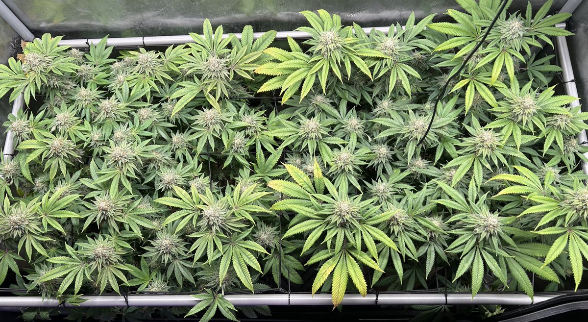AvantGrow's tweet photo. Face Off OG x 88g13HP by Bodhi Seeds, harvest week pics 🌱

#cannabis #cannabisgrower #420community #420friendly #organic #growyourown https://t.co/PdmAzGbK8m