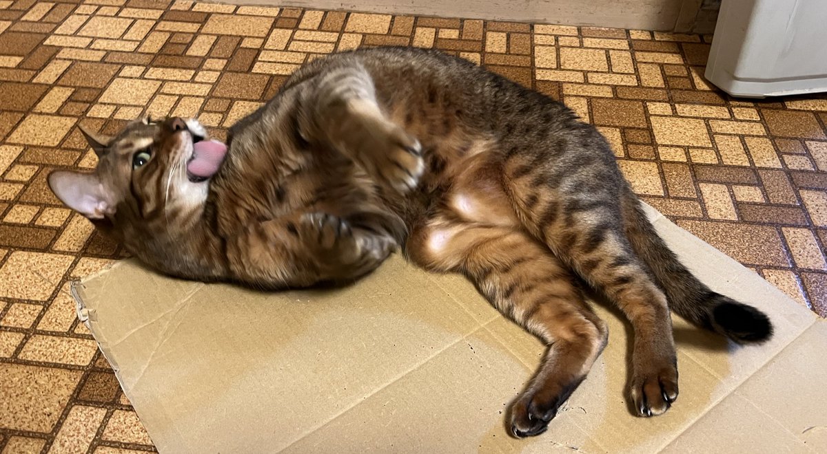 CharoFumi's tweet photo. ごろごろ https://t.co/HZtZtV790K
