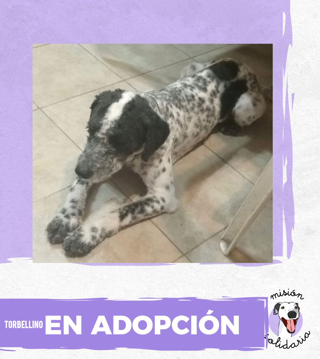 lagarzasosa_'s tweet photo. Torbellino es un perrito de 2 años. Vacunado y desparasitado. 
Con sus manchitas de oreo está buscando una familia que lo quiera para siempre.
Queres adoptarlo? Escribime!
Zonas CABA y GBA.
misionsolidariatwitter@gmail.com
Asunto: Torbellino de amor
RT por favor 💖 https://t.co/MVa2JVsUPR
