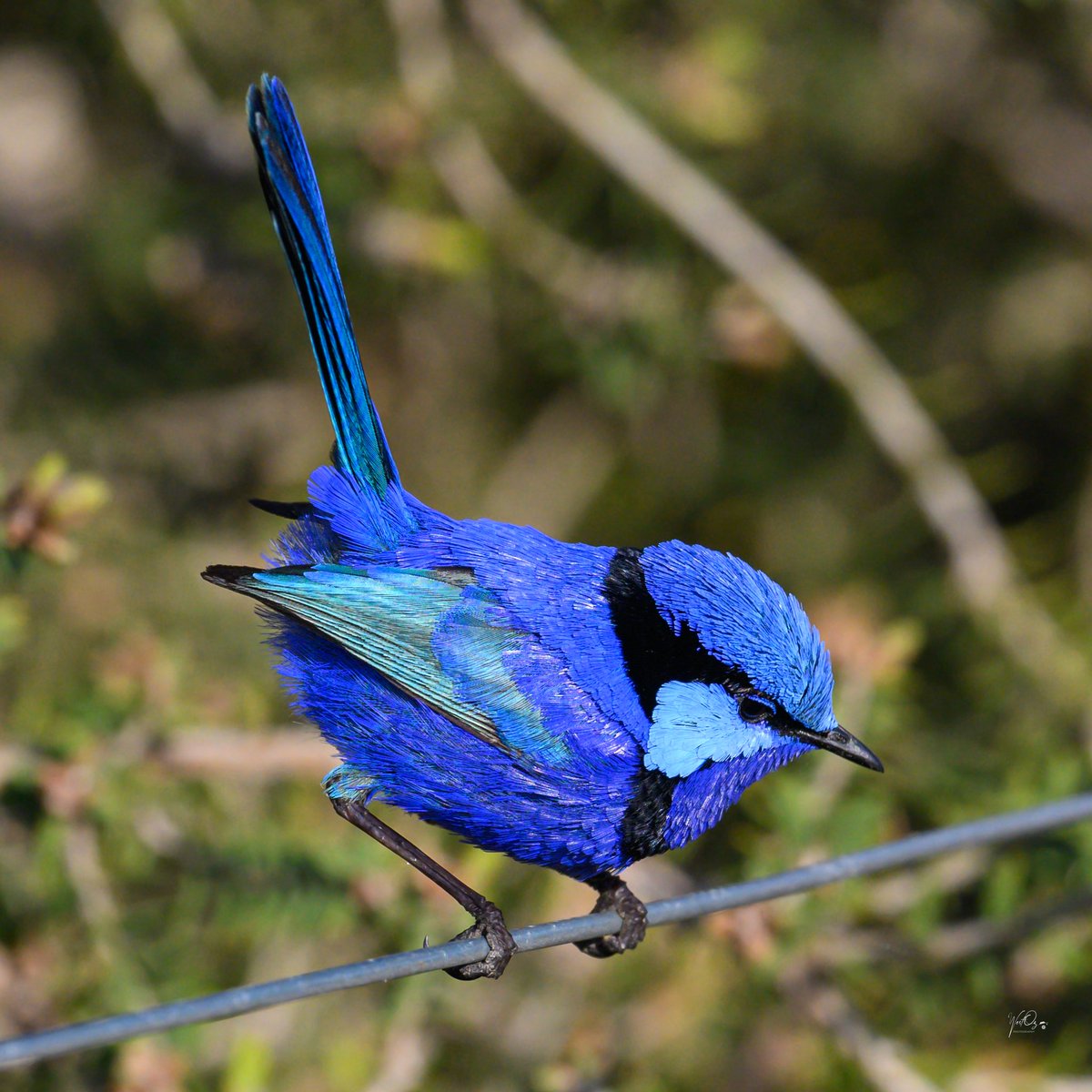 WestOz Bird Photographer (@westozphoto) on Twitter photo 