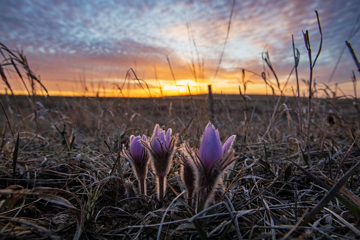 Pasqueflowers are blooming and the prairie chickens and sharp-tailed grouse are dancing. Photographer Christian Begeman captured the first sights and sounds of spring in South Dakota. loom.ly/W0GEANw