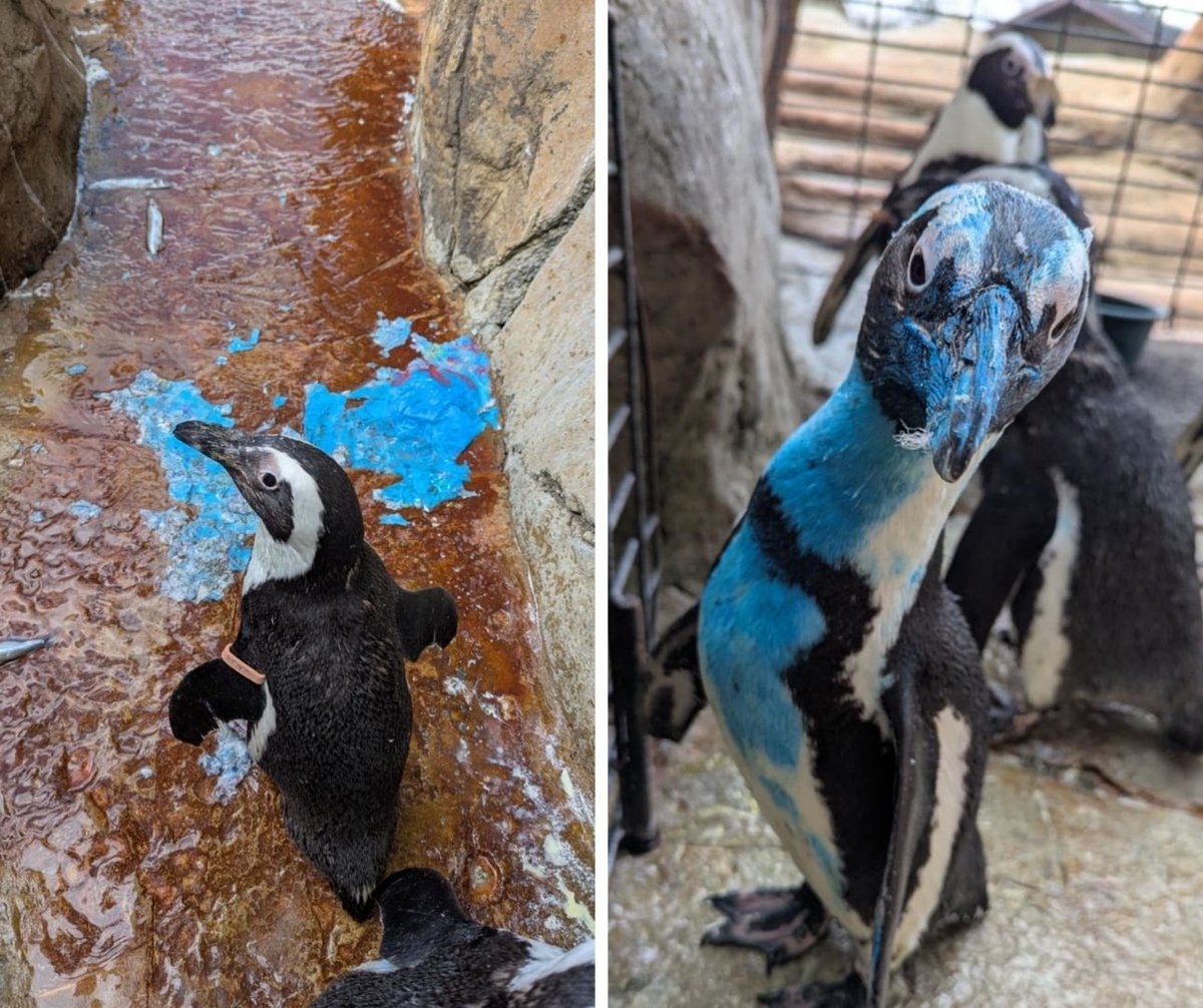 Some painting paper mâché enrichment recently left Gilbert feeling a "little blue!" 😂 
(Luckily we use completely safe paints and he was able to take a bath soon after)
