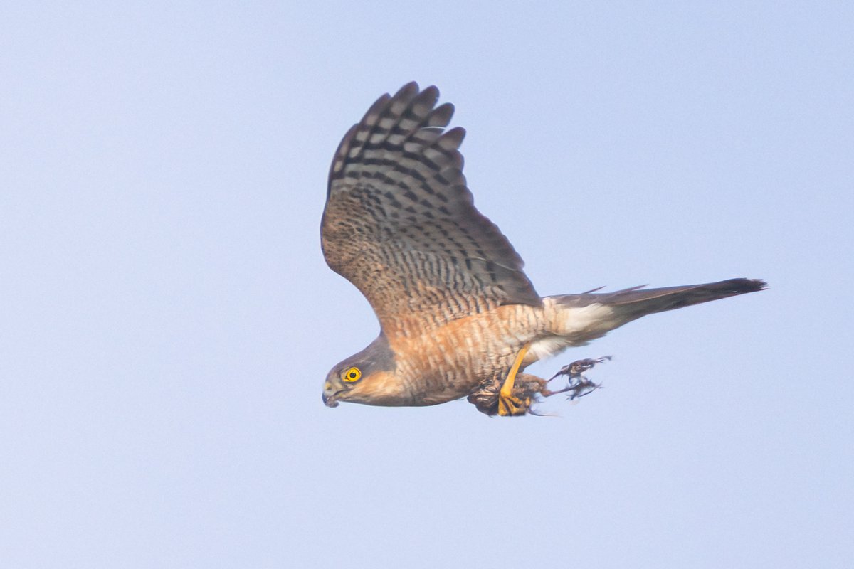 Mark Wright (@markwright12002) on Twitter photo Sparrowhawk with Breakfast
Lytchett Bay, Poole Harbour, Dorset
<a href="/LytchettP/">Lytchett Bay Nature</a> <a href="/harbourbirds/">Birds of Poole Harbour</a> @dorsetbirdclub Sparrowhawk with Breakfast
Lytchett Bay, Poole Harbour, Dorset
<a href="/LytchettP/">Lytchett Bay Nature</a> <a href="/harbourbirds/">Birds of Poole Harbour</a> @dorsetbirdclub