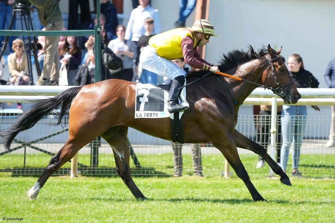 OSARUS (@osarussales) on Twitter photo 🥇 𝐒𝐍𝐎𝐖 𝐆𝐇𝐎𝐒𝐓 #latesteyearling
Easy win for SNOW GHOST #DonjuanTriumphant today at <a href="/HippoLaTeste/">Hippodrome La Teste</a> for Marc Swinnens, <a href="/ClaudicJerome/">Jerome claudic</a> & Stal't Neerhof.
🔷️ He was purchased as a yearling at La Teste by <a href="/BanshaHouse/">Bansha House Stables</a>
from Haras de la <a href="/barbottiere/">haras de la barbottiere</a>
📸 #scoopdyga 🥇 𝐒𝐍𝐎𝐖 𝐆𝐇𝐎𝐒𝐓 #latesteyearling
Easy win for SNOW GHOST #DonjuanTriumphant today at <a href="/HippoLaTeste/">Hippodrome La Teste</a> for Marc Swinnens, <a href="/ClaudicJerome/">Jerome claudic</a> & Stal't Neerhof.
🔷️ He was purchased as a yearling at La Teste by <a href="/BanshaHouse/">Bansha House Stables</a>
from Haras de la <a href="/barbottiere/">haras de la barbottiere</a>
📸 #scoopdyga