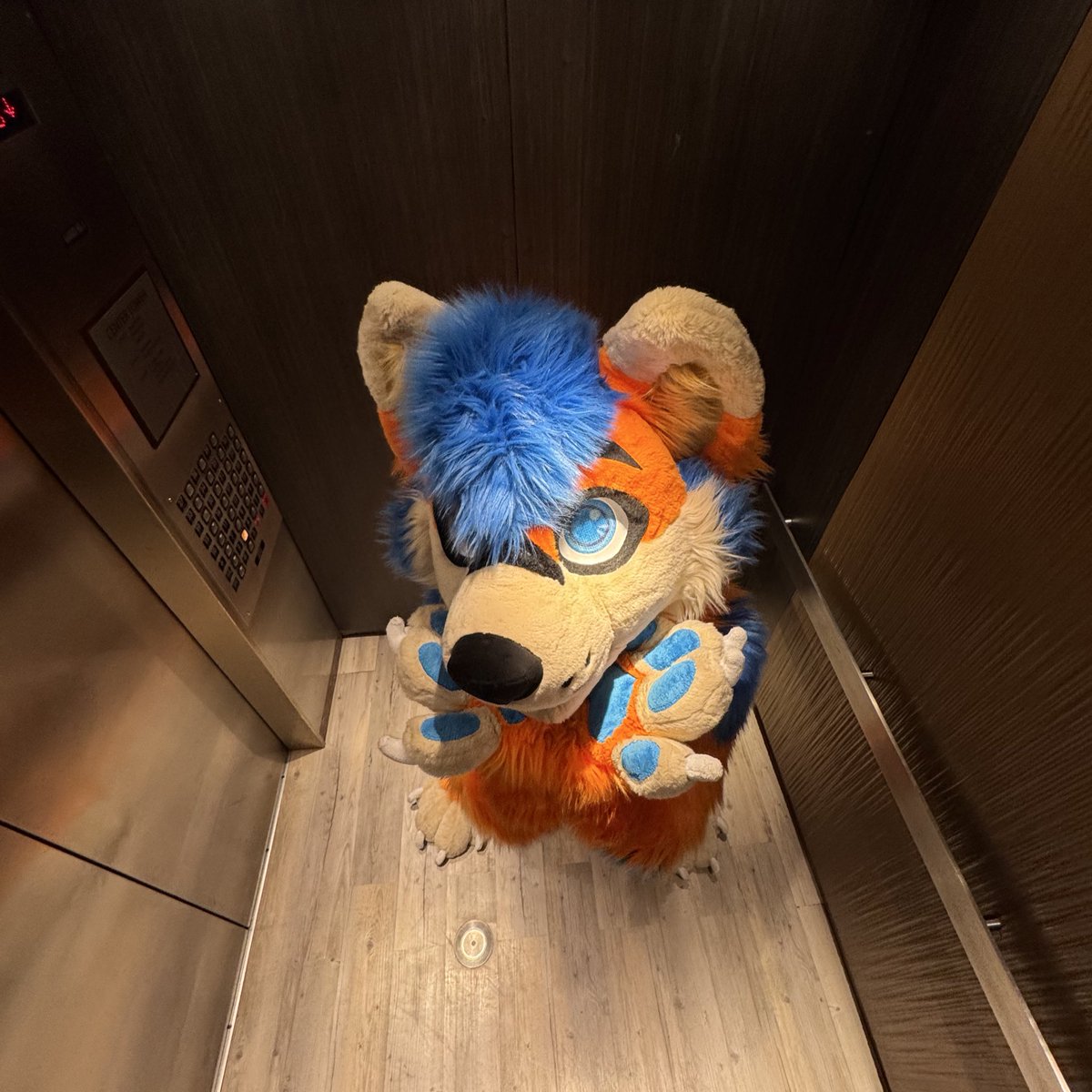 Did you know? Huskies are free, you can just pick them up and take them with you 🤗