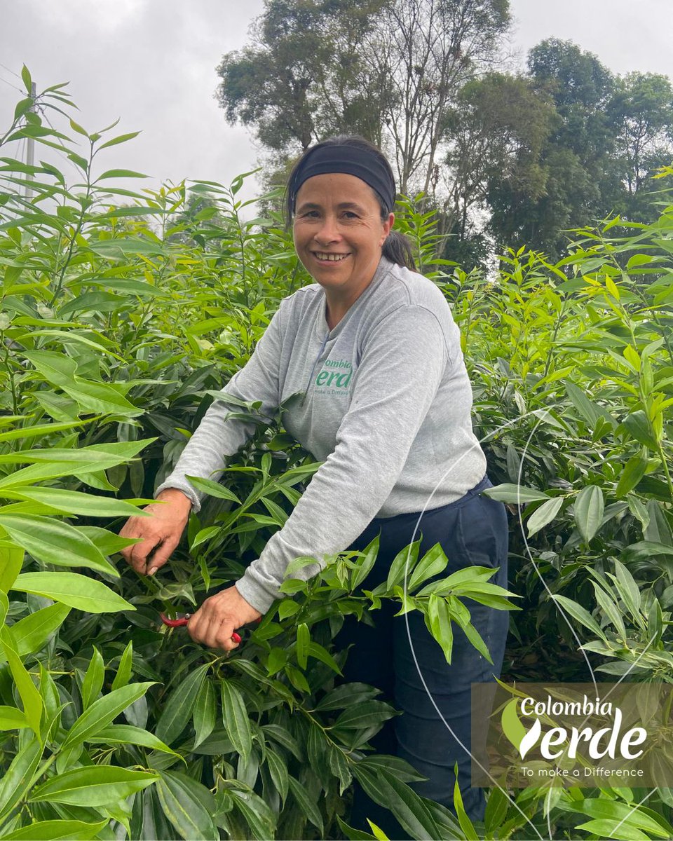 ColombiaVerde_1's tweet photo. AGROINDUSTRIA COLOMBIA VERDE S.A.S.

#follajes #foliage #colombiaverde #cultivoCocculus #cocculus #coculos #ruscus #cultivo #farms #flowers #bouquets #paratí https://t.co/ISyVFL1oWn